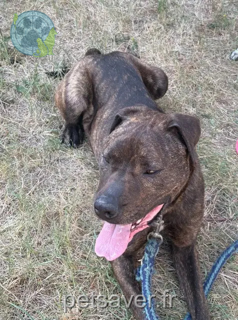 perro perdido 45410 Artenay Renton perro lost 45410 Artenay Renton