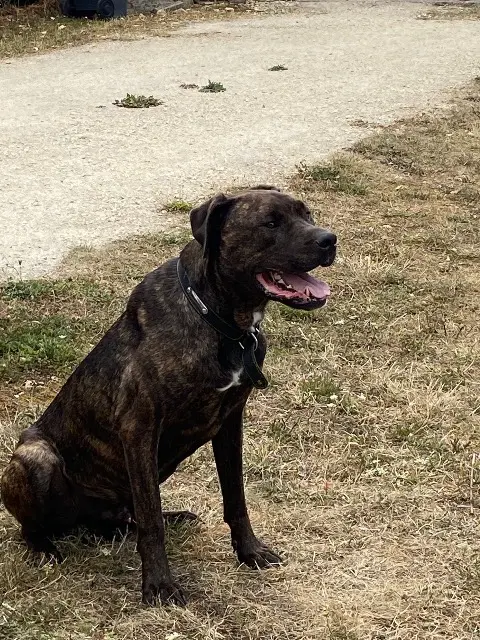 chien lost   45410 Artenay Renton