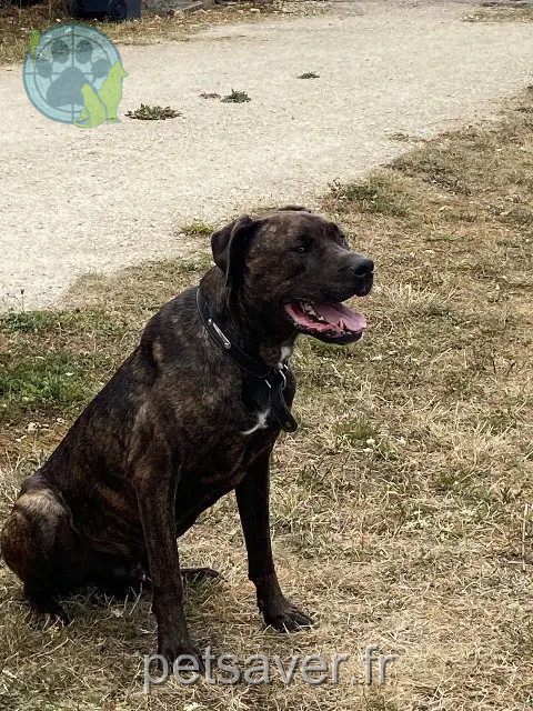 cão perdido 45410 Artenay Renton cão lost 45410 Artenay Renton