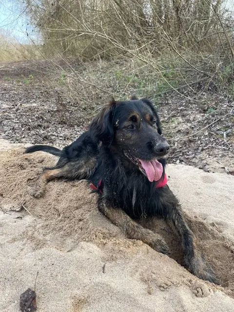 chien lost   45720 Coullons Rico