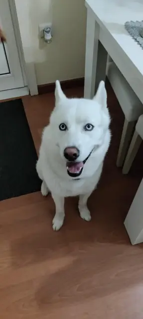 chien lost   45210 Bazoches-sur-le-Betz Umabel