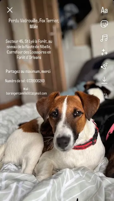 chien lost   45170 Saint-Lyé-la-Forêt Vadrouille