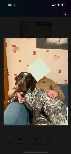 chien lost   45480 Autruy-sur-Juine Volcky