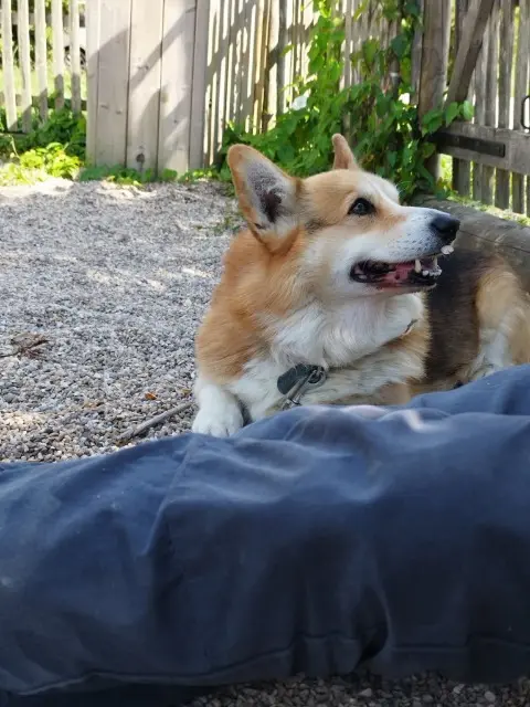 chien lost   45220 Chuelles Youguisse