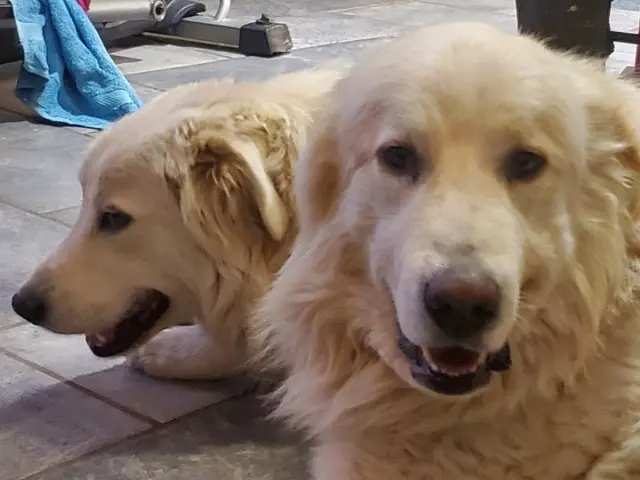 chien lost   46600 Saint-Denis-lès-Martel Asco