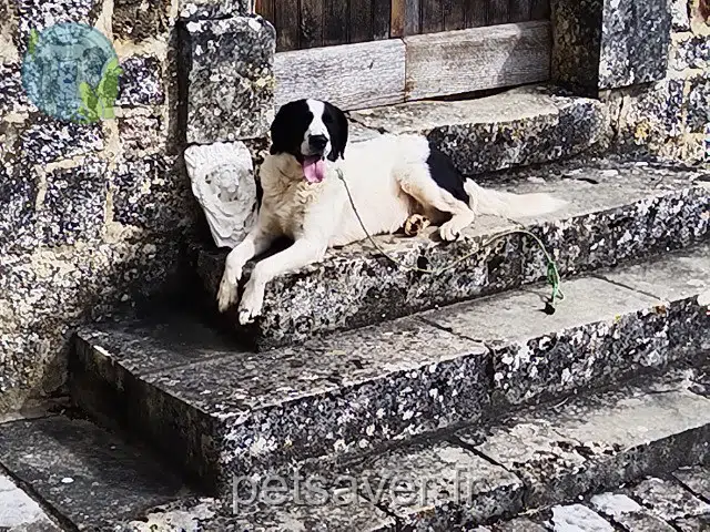chien lost   46700 Saint-Martin-le-Redon Billy