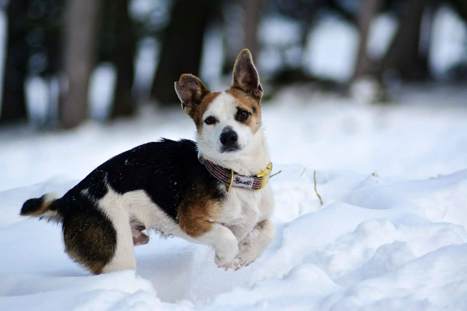 chien lost   46320 Assier Claire Beckrich