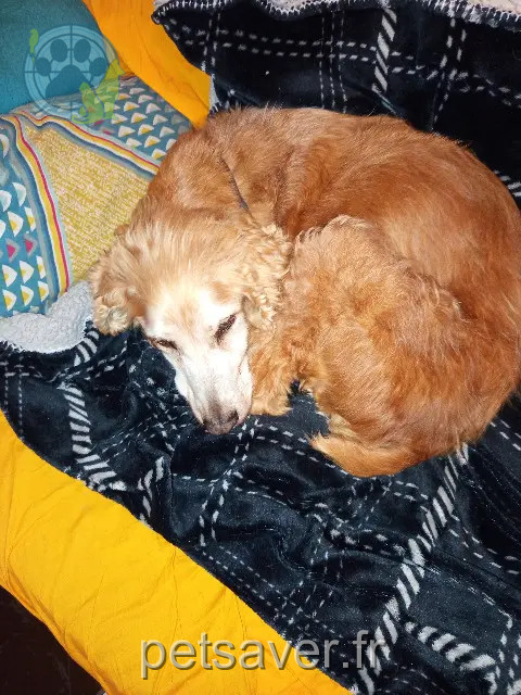 perro perdido 46000 Cahors Eddy perro lost 46000 Cahors Eddy