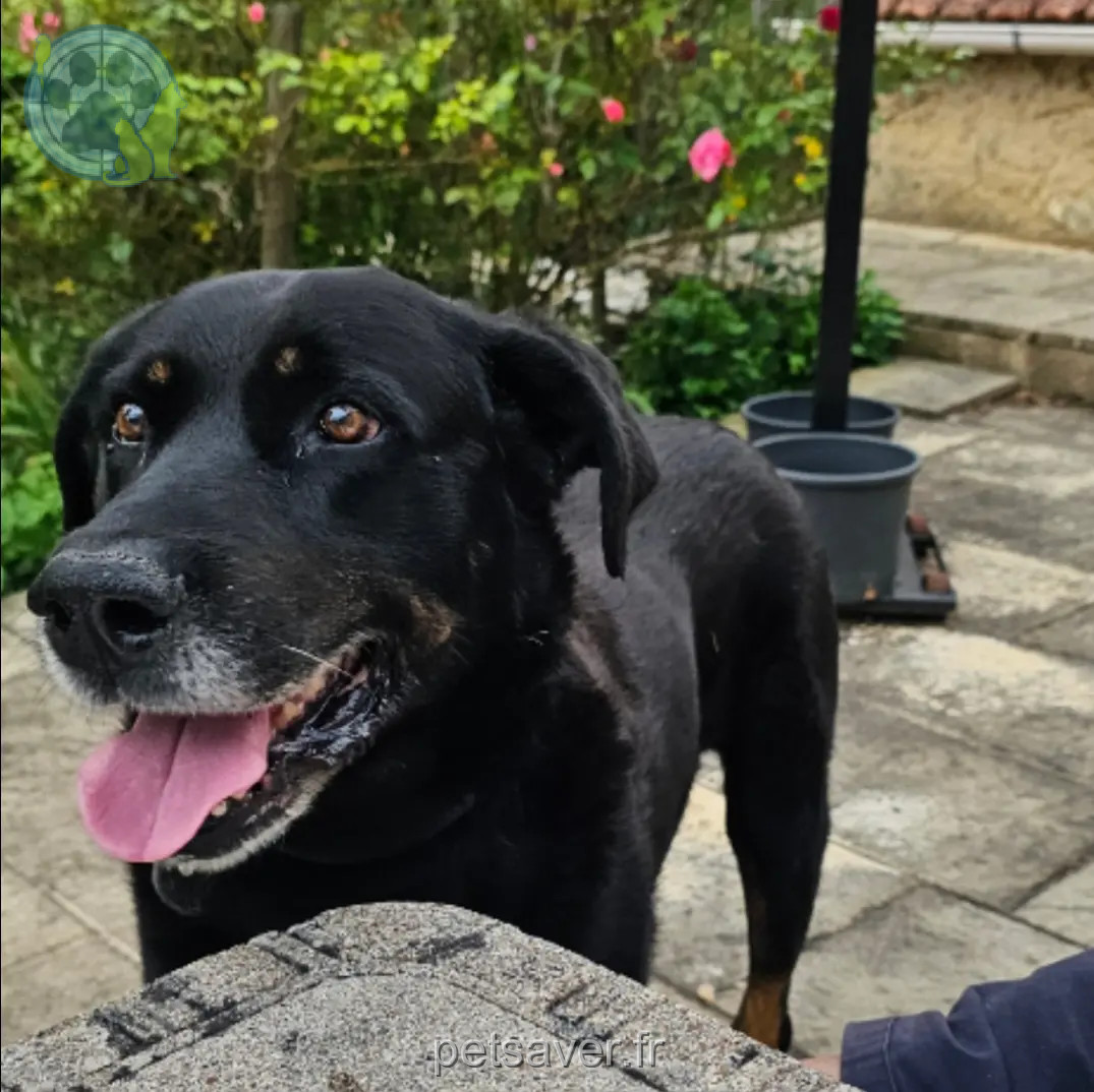 Chien Perdu 46 Lot - Harley Chien Perdu 46 Lot - Harley
