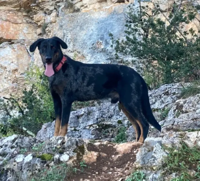 chien lost   46500 Bio Narru