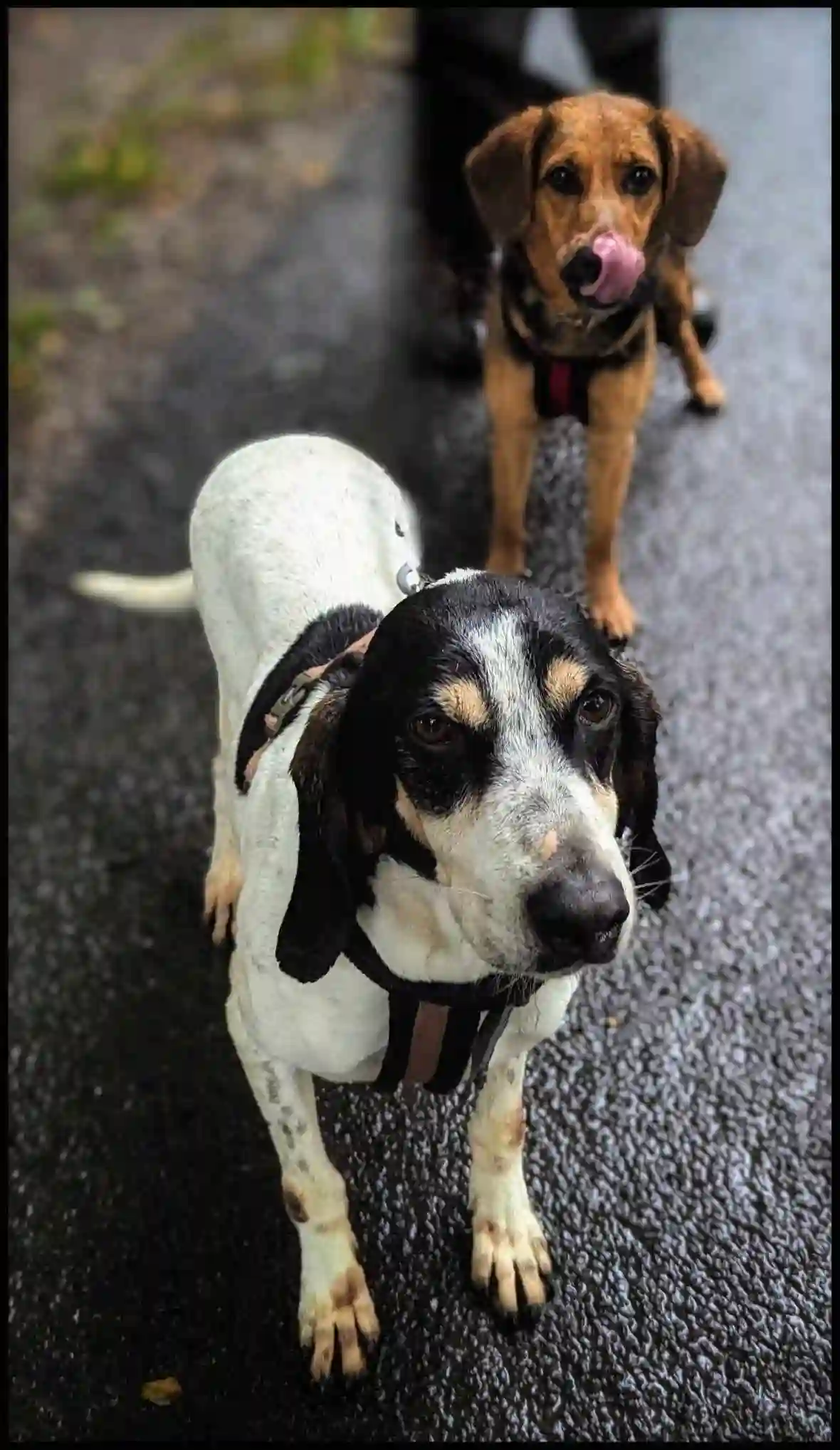 Chien Perdu 46 Lot - Otis Chien Perdu 46 Lot - Otis