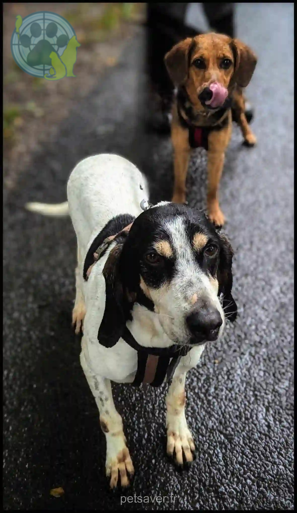 Chien Perdu 46 Lot - Otis Chien Perdu 46 Lot - Otis