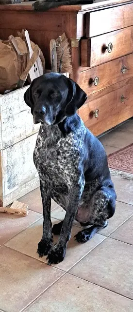 chien lost   46260 Limogne-en-Quercy Pouki