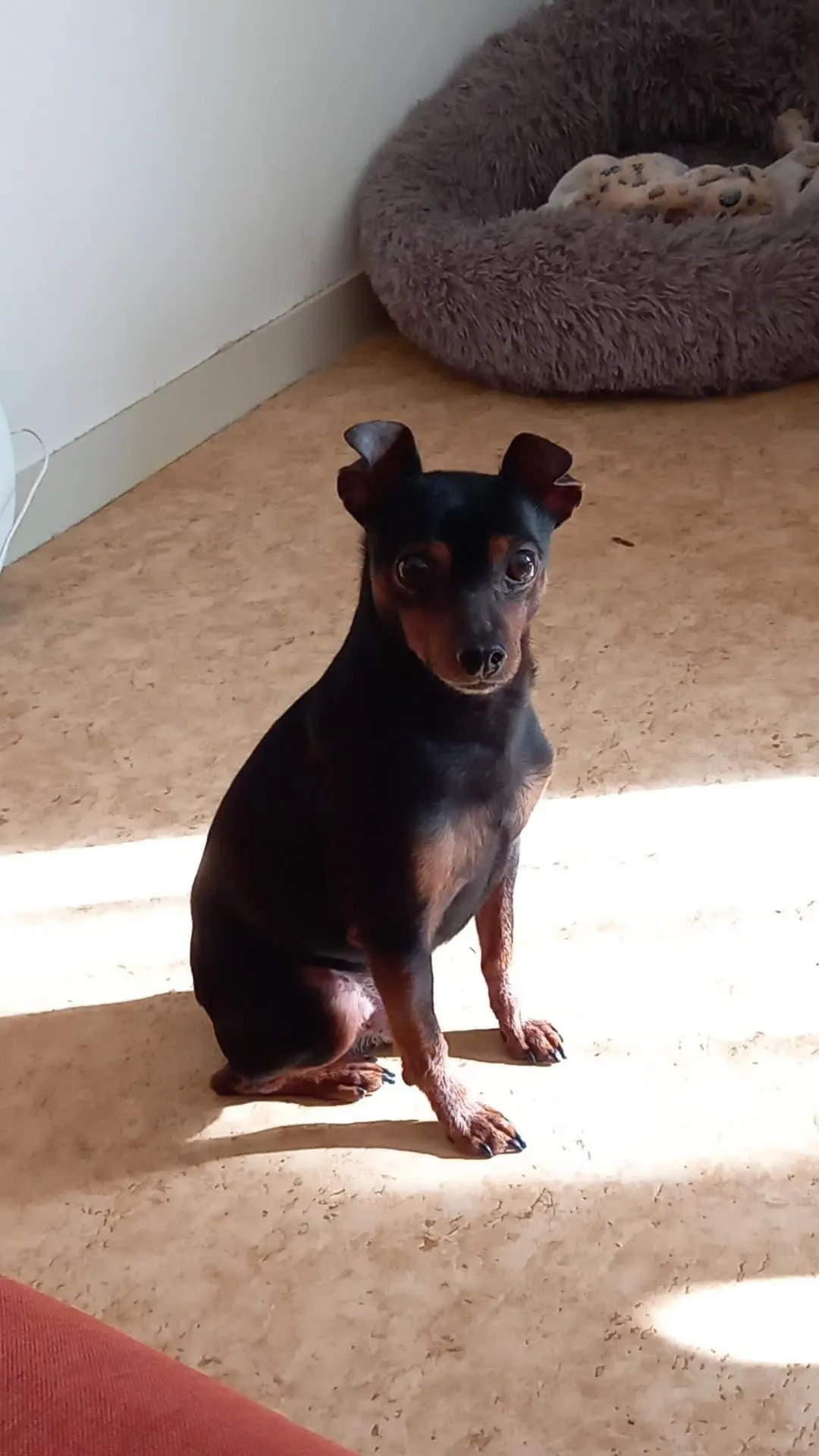 Chien Perdu 46 Lot Saint-Paul-Flaugnac - Winny Chien Perdu 46 Lot Saint-Paul-Flaugnac - Winny