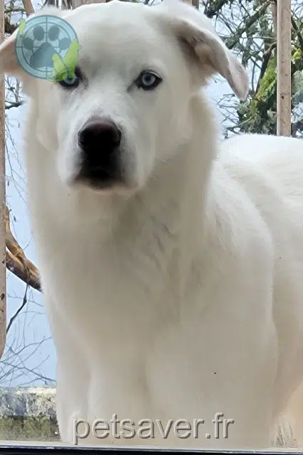 chien lost   46000 Cahors Thor