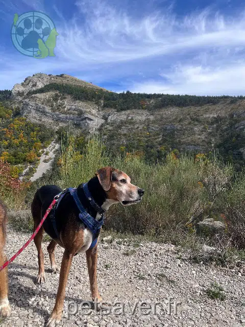 cane lost   46600 Martel Trafalgar