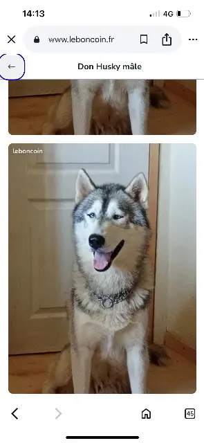 chien lost   46600 Baladou Velcro