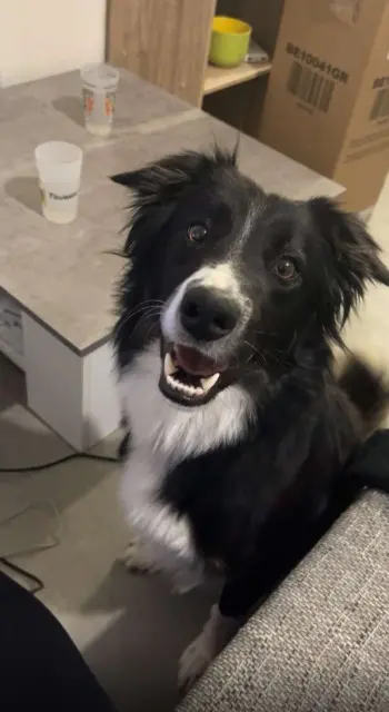 chien lost   46000 Cahors Visky