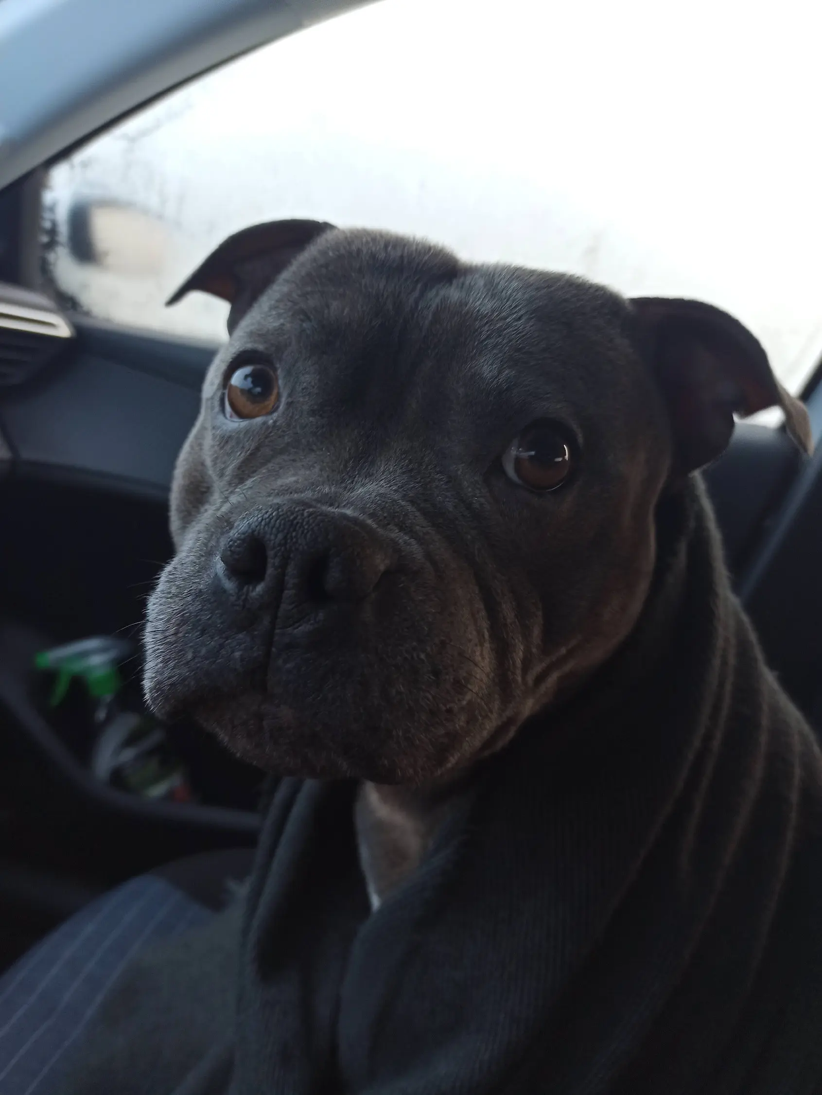 Chien Perdu 46 Lot Chien Perdu 46 Lot