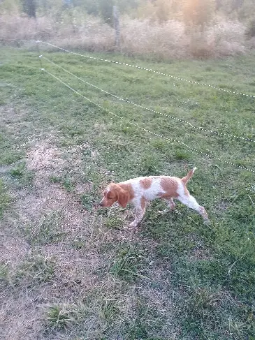 Chien Perdu 47 Lot-et-Garonne Chien Perdu 47 Lot-et-Garonne