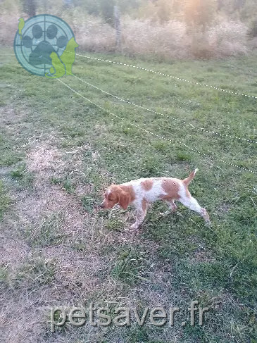 Chien Perdu 47 Lot-et-Garonne Chien Perdu 47 Lot-et-Garonne