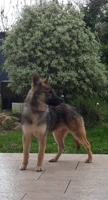 chien lost   47470 Cauzac Aiko