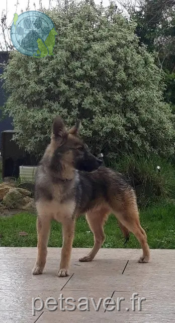 Hund vermisst 47470 Cauzac Aiko Hund lost 47470 Cauzac Aiko