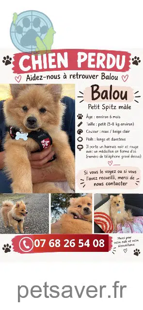 chien lost 47200 Marmande Balou