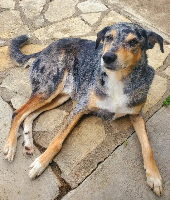 chien lost   47300 Villeneuve-sur-Lot Bonhomme