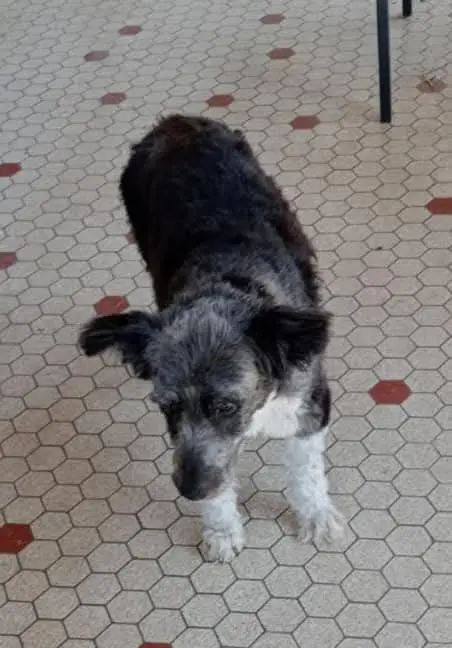 chien lost   47400 Fauillet Chaussette