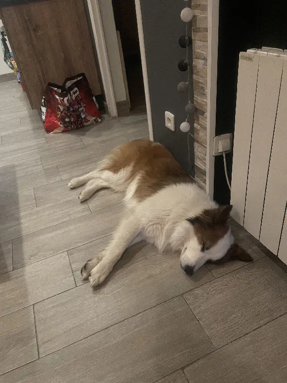 Chien Perdu 47 Lot-et-Garonne - Cooky Chien Perdu 47 Lot-et-Garonne - Cooky