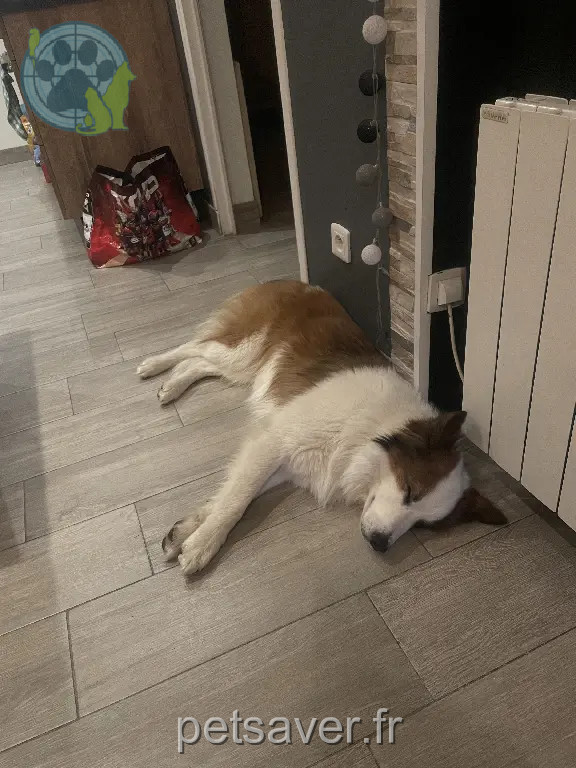 Chien Perdu 47 Lot-et-Garonne - Cooky Chien Perdu 47 Lot-et-Garonne - Cooky