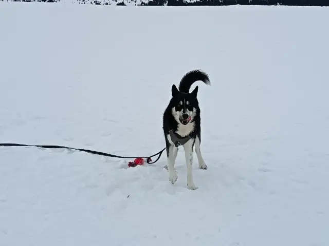 chien lost   47300 Villeneuve-sur-Lot Darko