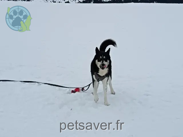 dog lost 47300 Villeneuve-sur-Lot Darko dog lost 47300 Villeneuve-sur-Lot Darko