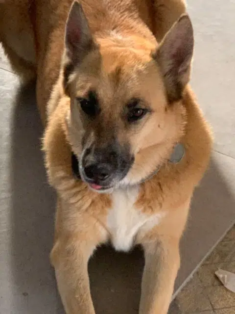 chien lost   47190 Aiguillon Django