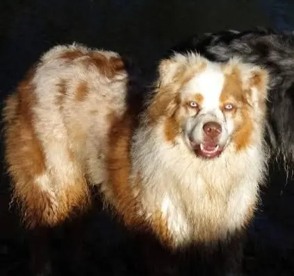 chien lost   47300 Villeneuve-sur-Lot Gander