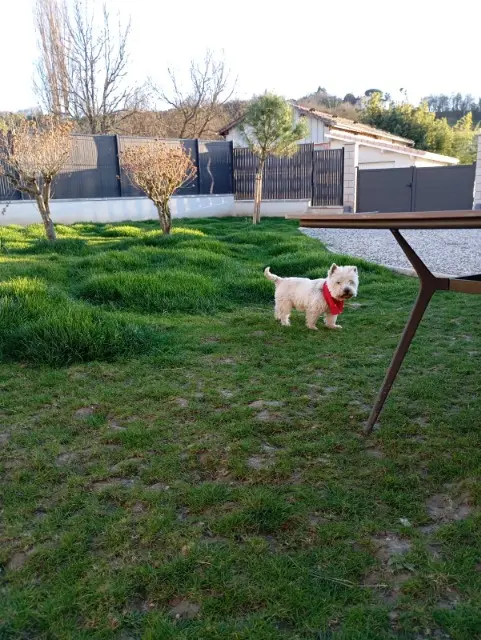 chien lost   47200 Marmande Garfield