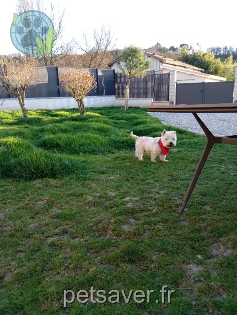 dog lost 47200 Marmande Garfield dog lost 47200 Marmande Garfield