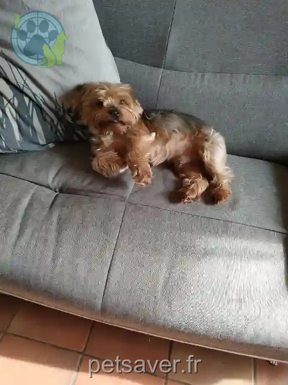 Chien Perdu 47 Lot-et-Garonne - Jeriquo Chien Perdu 47 Lot-et-Garonne - Jeriquo