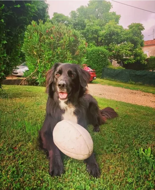 cão lost   47270 Saint-Caprais-de-Lerm Loukas