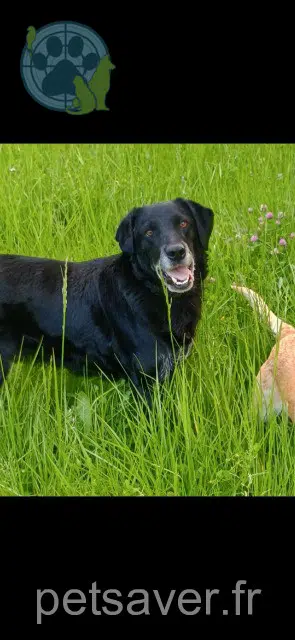 chien lost   47600 Espiens Mylan