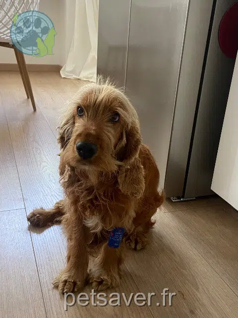 chien lost   47510 Foulayronnes Oupss