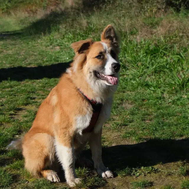 chien lost   47170 Réaup-Lisse Vemax