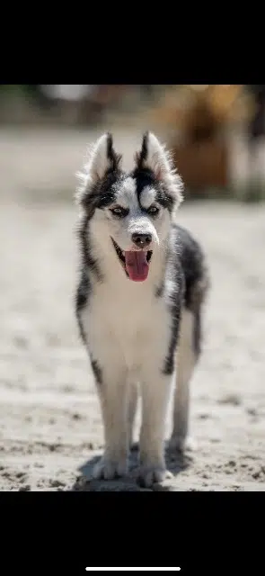 chien lost   47200 Montpouillan Sky