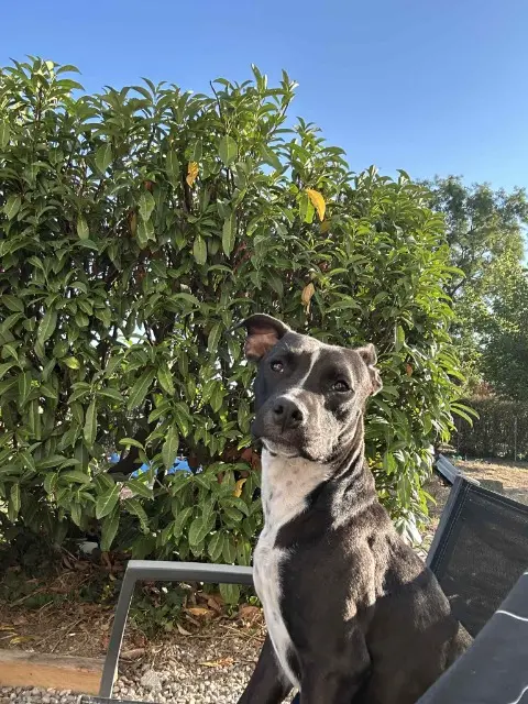perro perdido 47190 Aiguillon Spike perro lost 47190 Aiguillon Spike