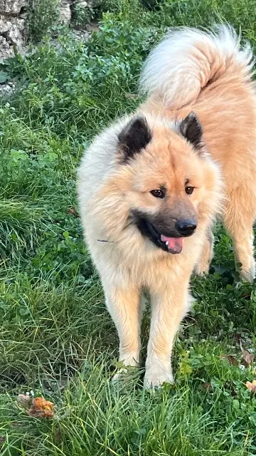 chien lost   47300 Villeneuve-sur-Lot Taiwan