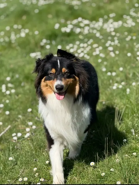 chien lost   47120 Duras Valto