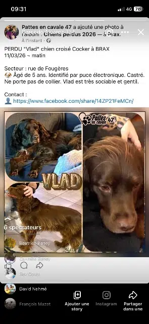 chien lost   47310 Brax Vlad