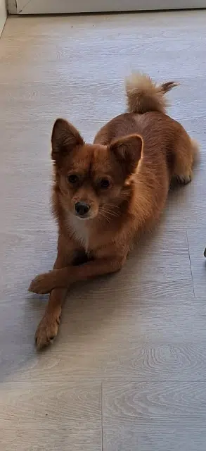 chien lost   48100 Saint-Laurent-de-Muret Melo