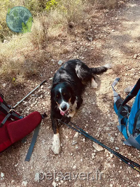 chien lost   48700 Monts-de-Randon Owen